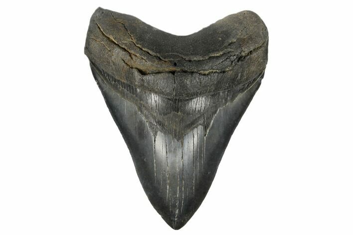 Fossil Megalodon Tooth - South Carolina #180874